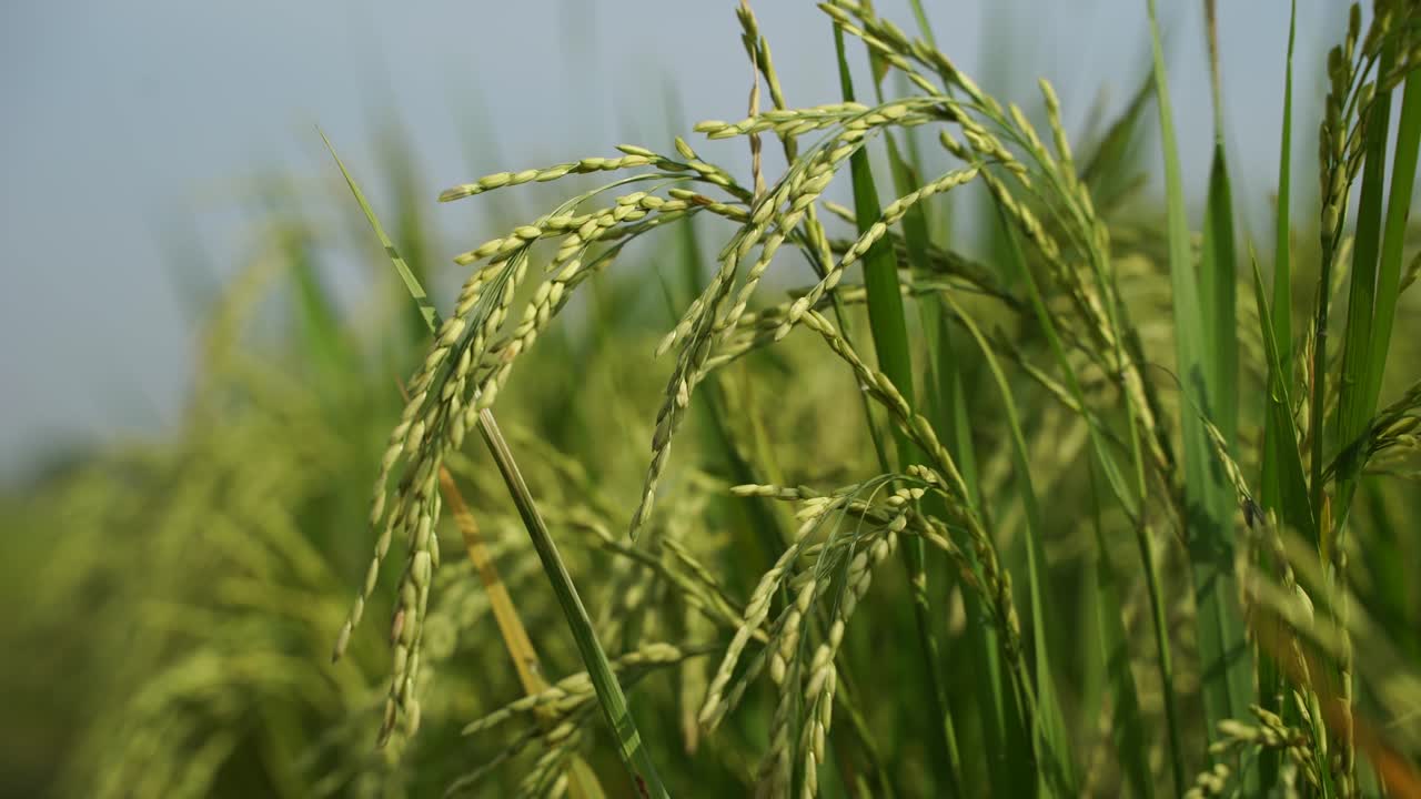 쌀은 많은 아시아 국가에서 주식입니다.