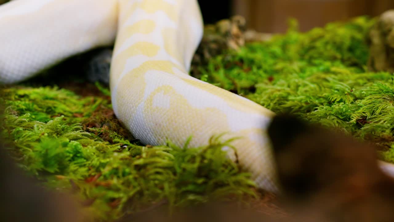 A slow-motion shot of a white snake moving through lush green moss, showing intricate patterns
