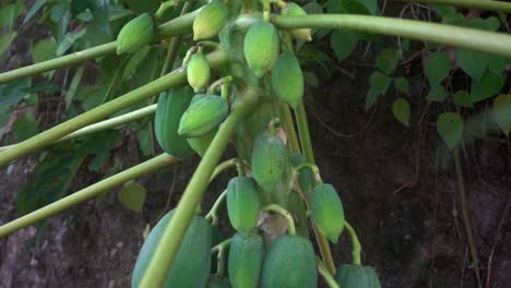 a close-up of a young papaya fruit tree reveals unripe fruits, small and attached to the stem