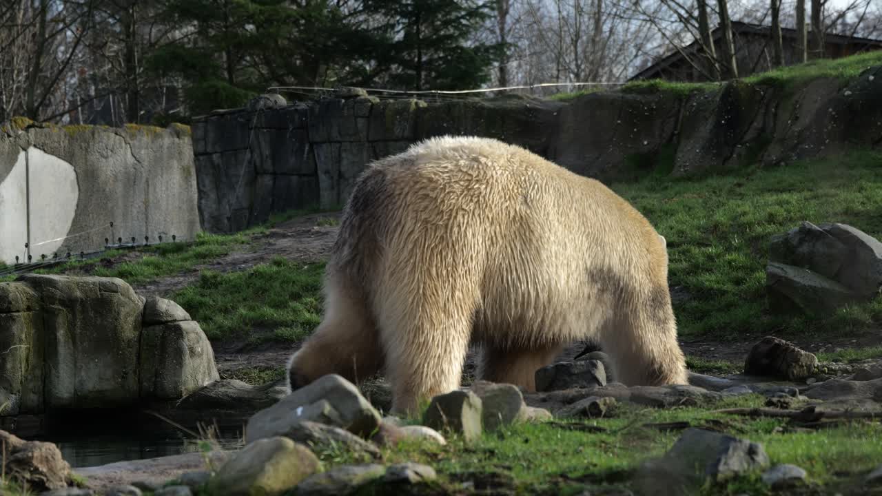 Orso polare peloso che cammina su terreno roccioso