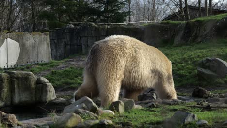 furry polar bear walking on rocky terrain