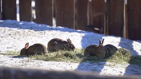 Rabbits-at-Langedrag-eating-hay-in-the-sun-slow-motion---Mixed-wild-and-tame-rabbit-Oryctolagus-cuniculus-domestica---Fence-in-fore-and-background-and-rabbits-in-center-with-dow-coming-into-frame