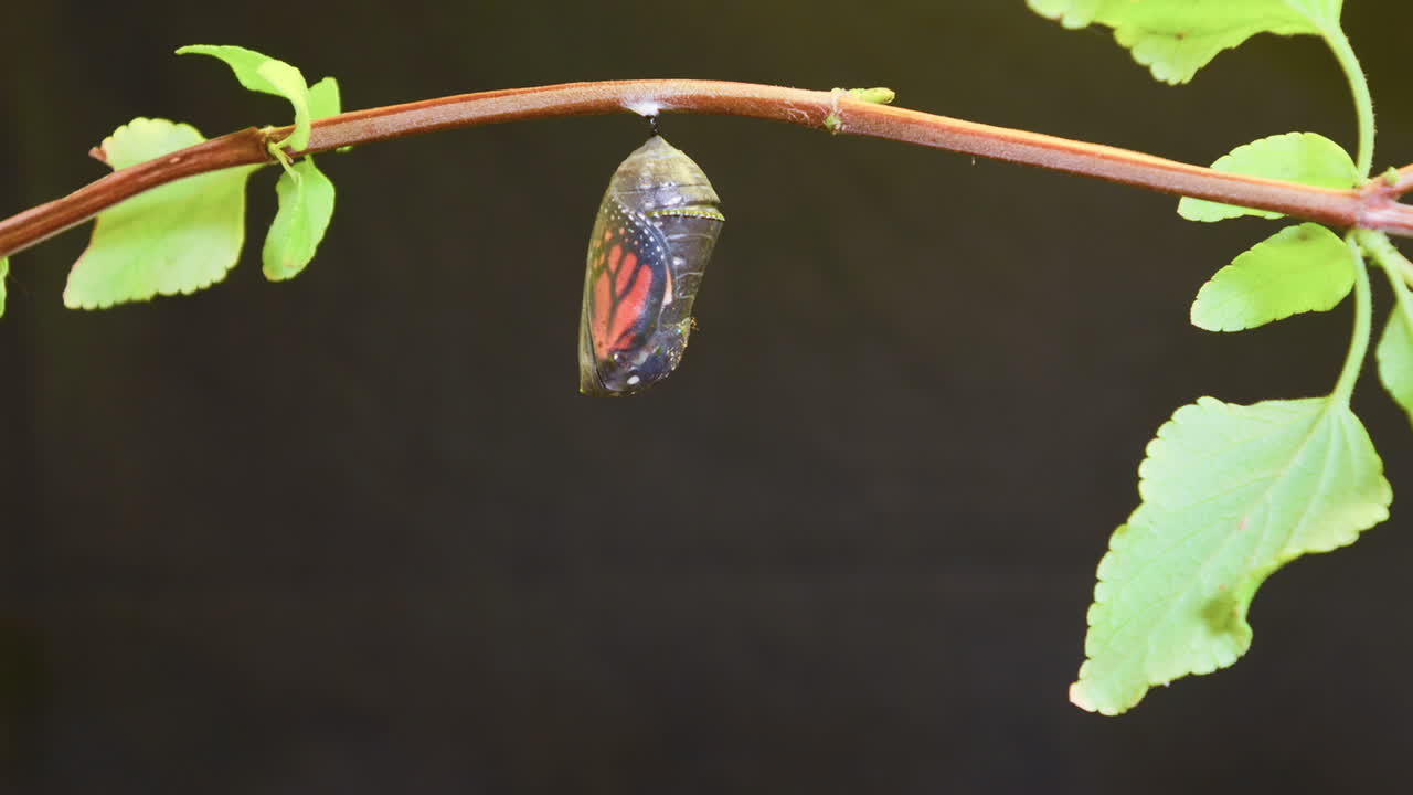 una mariposa monarca sufre una metamorfosis en esta toma de lapso de tiempo 2