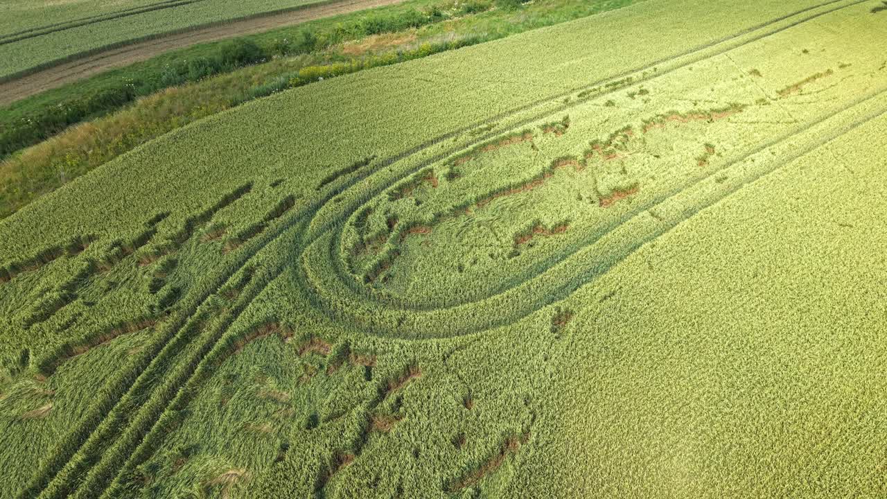 Aerial view of a green grain field with visible tractor tracks curving through the crops in the summer