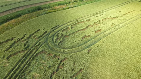 aerial view of a green grain field with visible tractor tracks curving through the crops in the summer