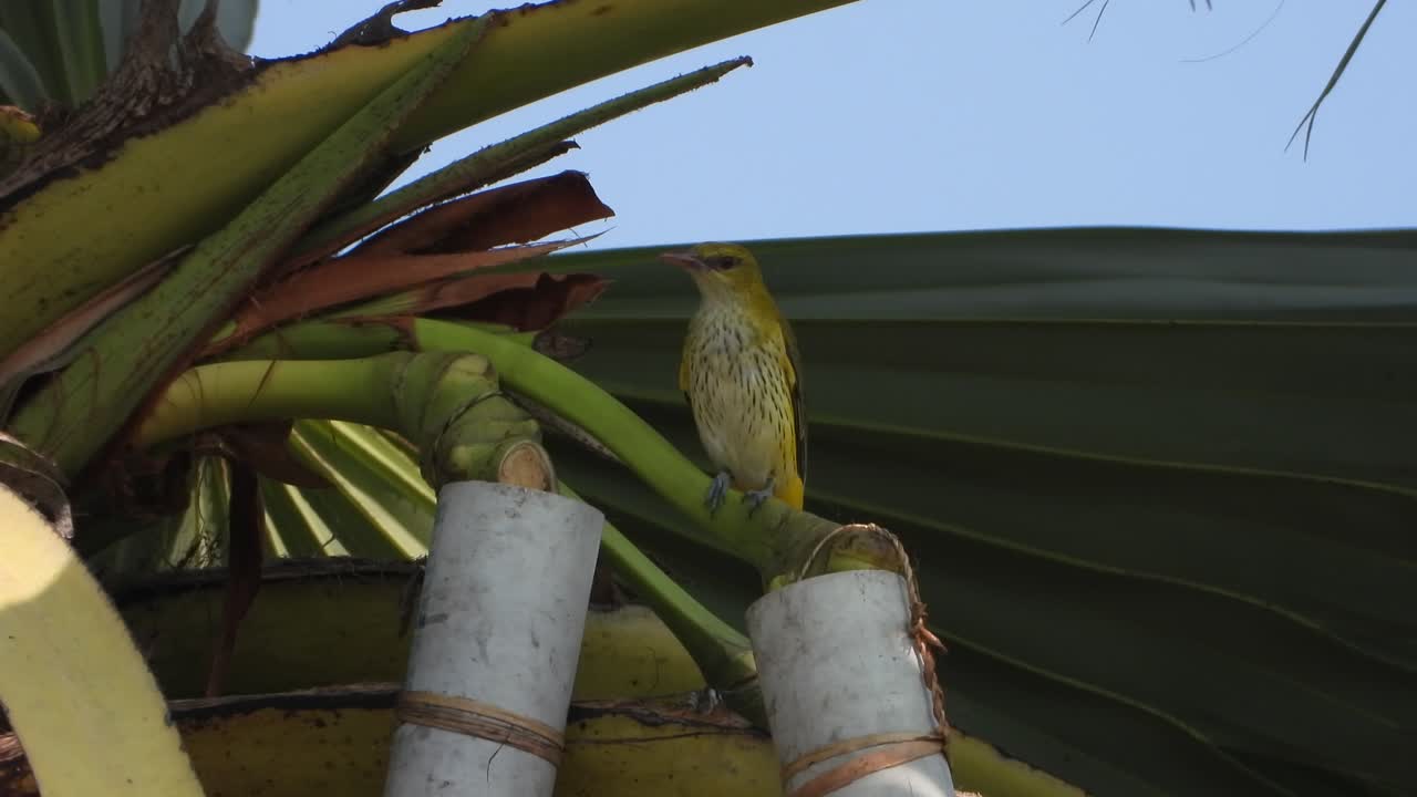 물을 기다리는 마이나 나무