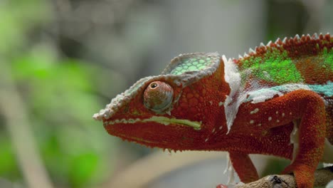 epic close-up of a panther chameleon