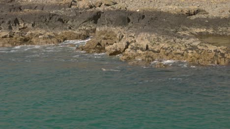 Hand-held-tracking-shot-of-a-singular-grey-seal-swimming-around-the-Treshnish-Isles