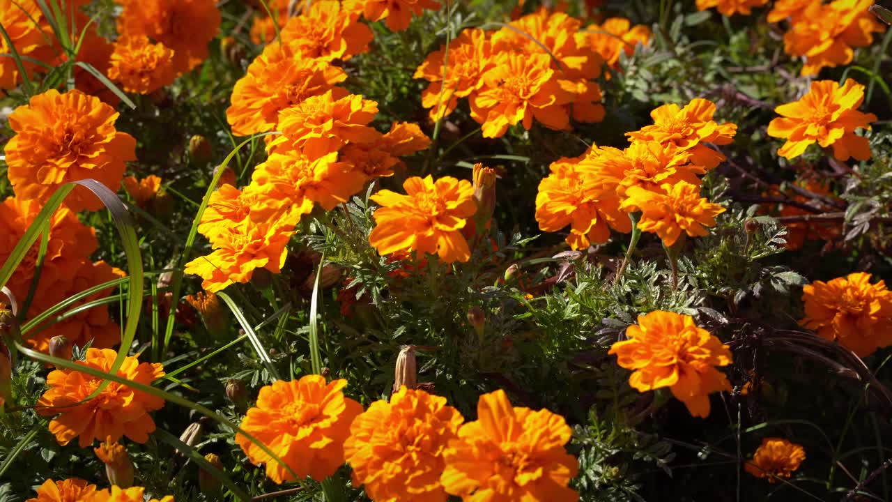 Panning Across a Field of Marigold