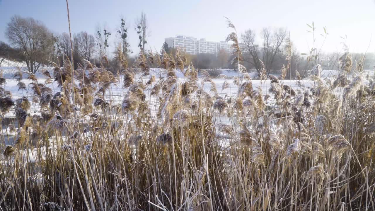 Canna palustre lungo il fiume in città durante una gelida giornata invernale.