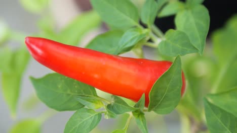 growing chili pepper plant with red small chilies homegrown in a garden - close up