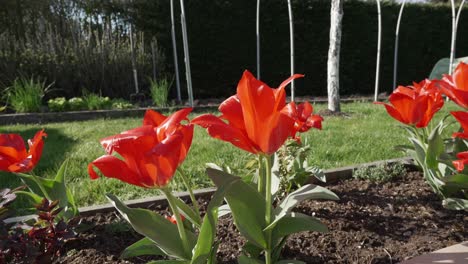 pullback zoom out from red shiny glimmering flower bulbs in garden planter box