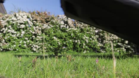 lawn mower passing by chopping tiny trees growing in the garden during summer day, still shot close to the ground