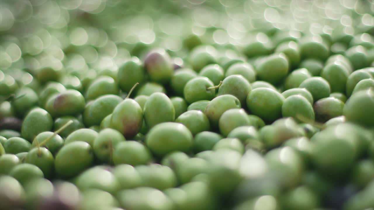 Close-up of freshly harvested green olives