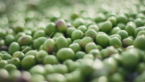 close-up of freshly harvested green olives