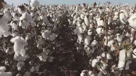 cámara avanzando por el medio de un cultivo de algodón listo para la cosecha