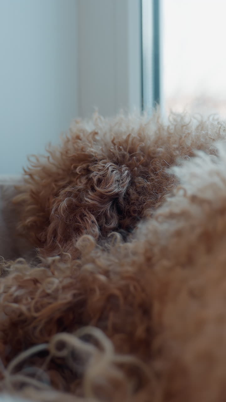 Poodle detailed shot, Magnified image capturing curly haired poodle, Intimate photo showcasing fluffy coat of poodle, Detailed closeup photograph emphasizing textured fur of curly poodle