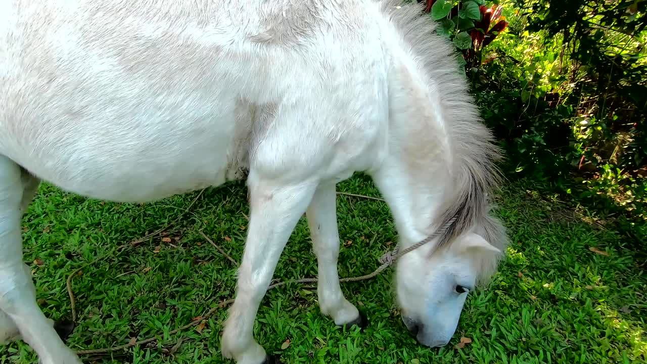 caballo blanco hambriento en el patio comiendo hierba verde fresca