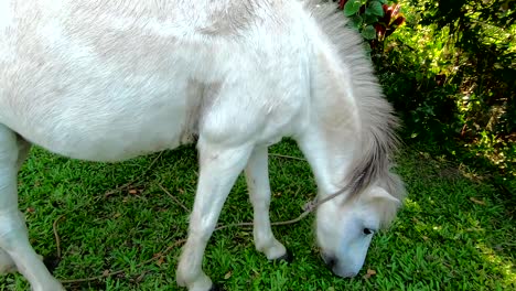 hungry white horse in the yard eating fresh green grass