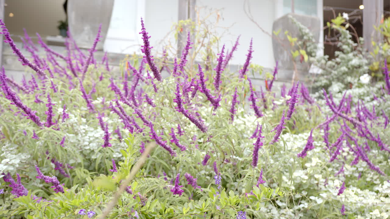 Purple flowers blooming in garden, creating vibrant and lush outdoor scene, copy space