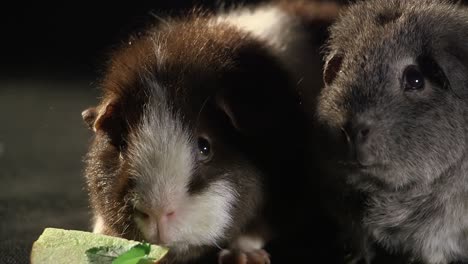 extreme closeup portrait of two cute friendly guinea pigs