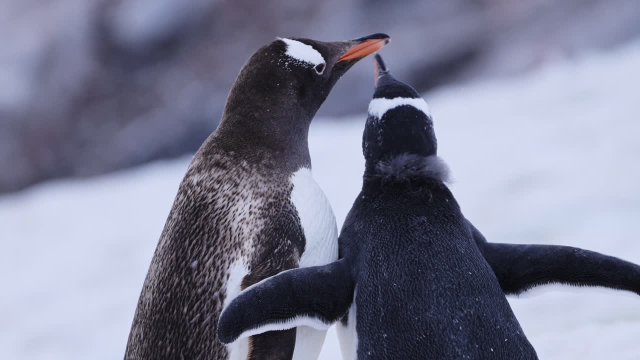 dos pingüinos gentoo interactuando entre sí