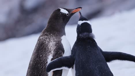 two gentoo penguins interacting