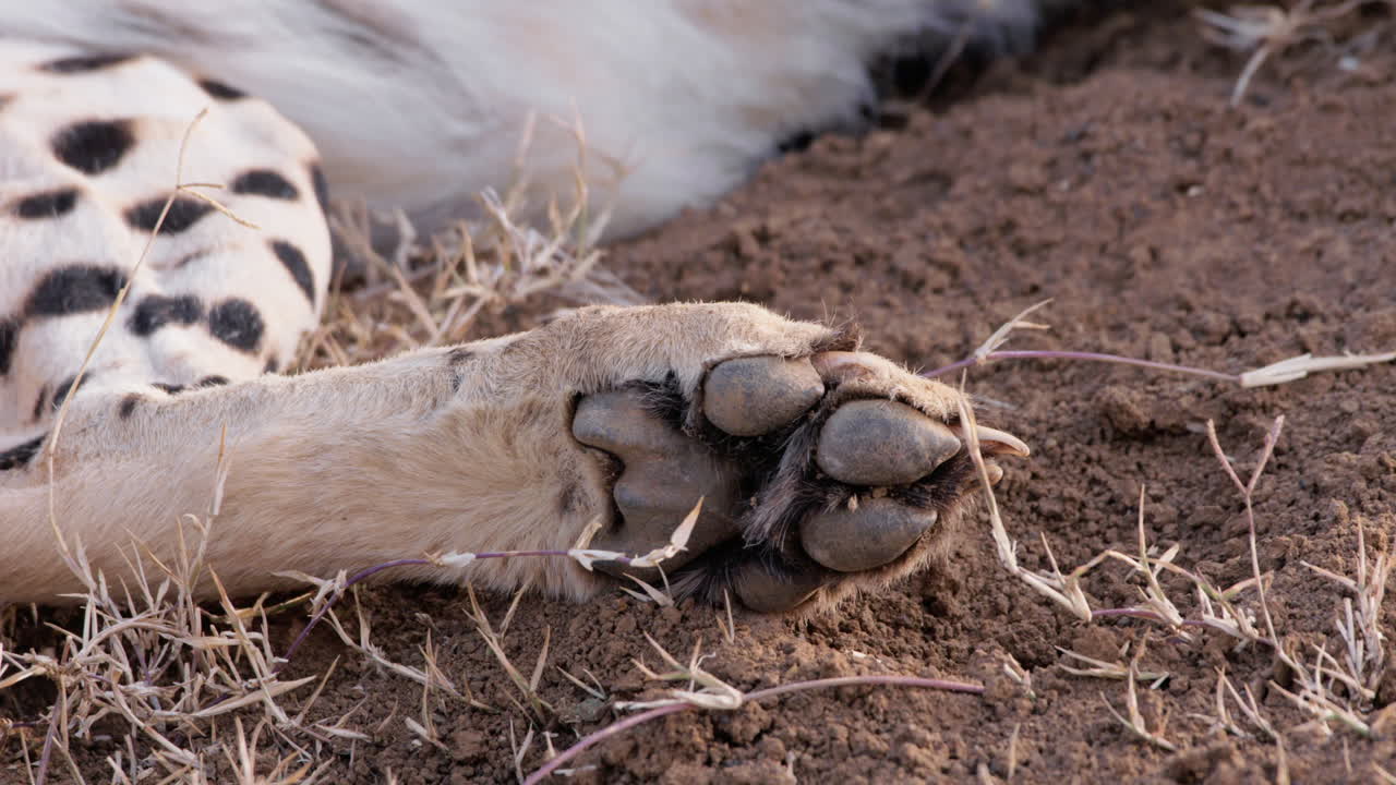 Close up of a cheetah's paw while lying on dirt during the morning