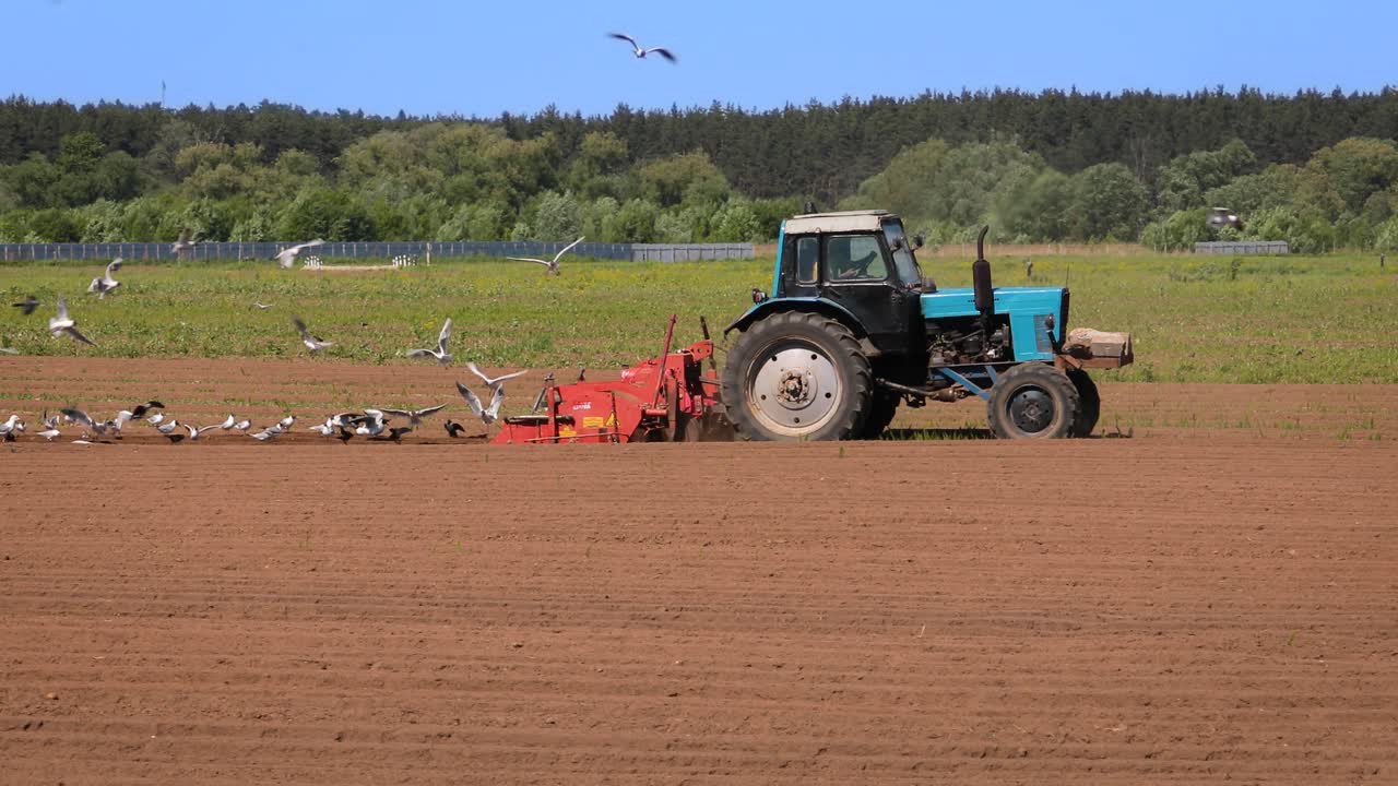 los pájaros hambrientos están volando detrás del tractor, y comen grano de la tierra cultivable.