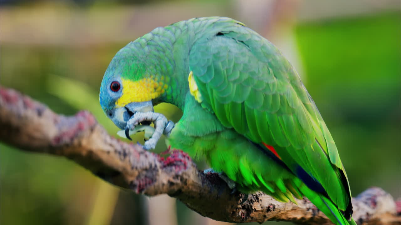 Close up of a green Macaw bird on a branch with a blurred background