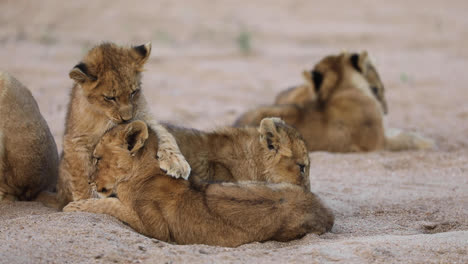 close full body shot of a tiny lion cub grooming its siblings with more lion cubs laying in the background, greater kruger