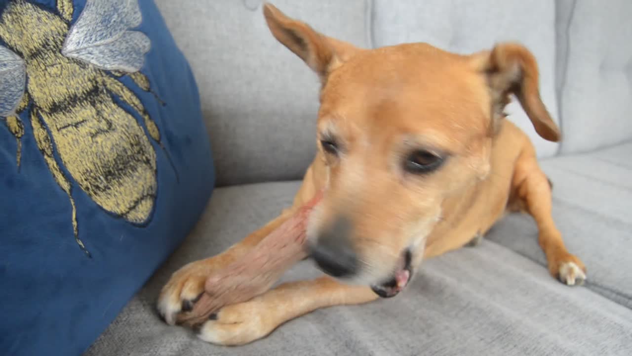 cute brown dog eating and chewing a bone on a lovely and comfy grey sofa early in the morning in england