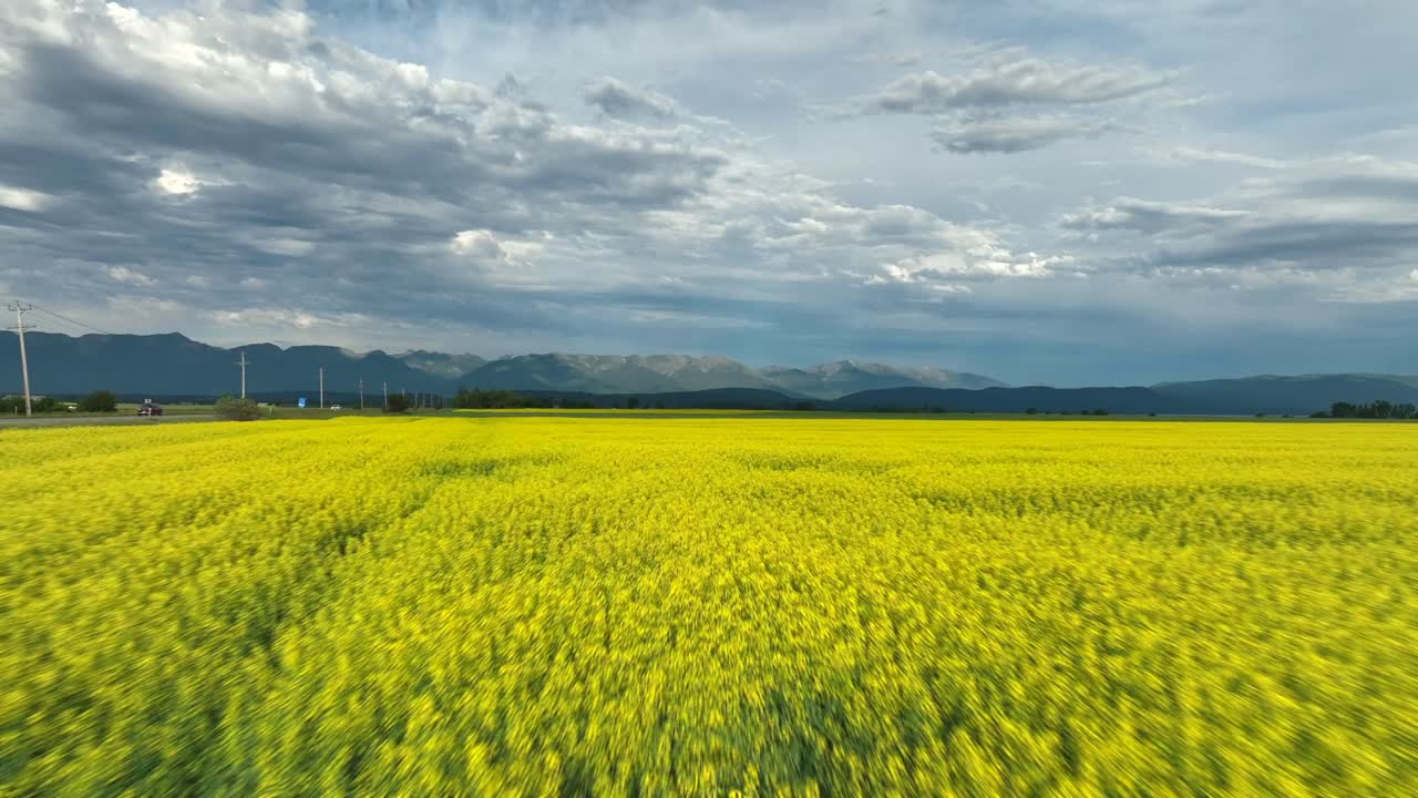 vuelo de drones sobre el prado de flores amarillas de primavera