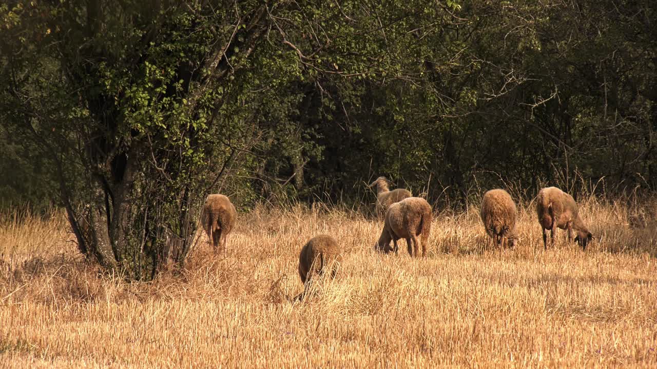 ovejas comiendo hojas y hierba