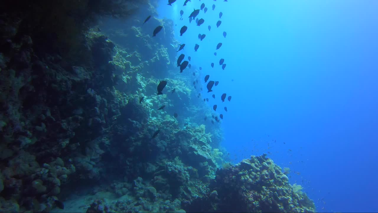 escuela de peces negros nadan por la pared del arrecife hacia el sol y el agua azul