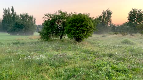 a foggy july morning in a huge park (4k60)