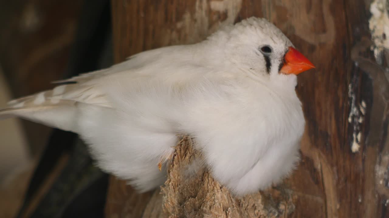 White Zebra Finch