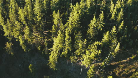 Topshot-aerial-drone-view-of-tree-crowns-in-the-High-Tatras-forest,-showcasing-lush-green-summer-trees-in-Slovakia,-Europe