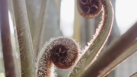 Close-up-of-green-curly-plant-on-sunny-day-in-slow-motion