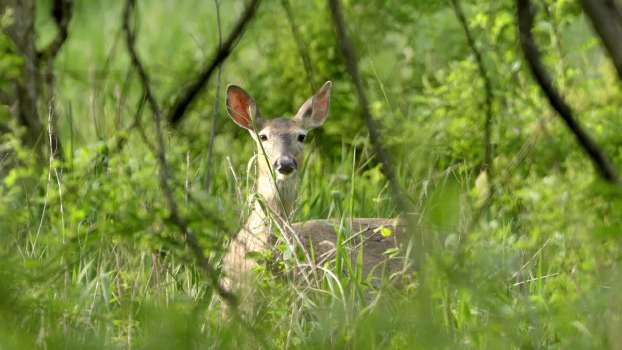 Alert Deer Hiding in Lush Green Forest Undergrowth Looking at Camera
