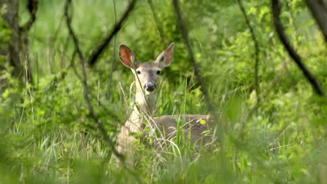 alert deer hiding in lush green forest undergrowth looking at camera