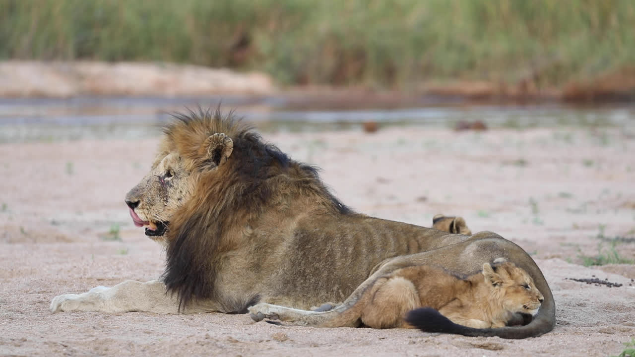 close-up shot van het hele lichaam van een klein leeuwenwelpje, geknuffeld tegen een mannetjesleeuw, grotere kruger
