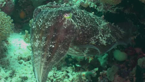 Close-up-of-reef-cuttlefish-changing-color-on-a-coral-reef-in-Raja-Ampat