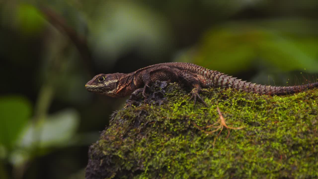 A Thornytail lizard basks on a mossy log, soaking in the humid morning air of Peru’s Amazon rainforest. tilt up shot