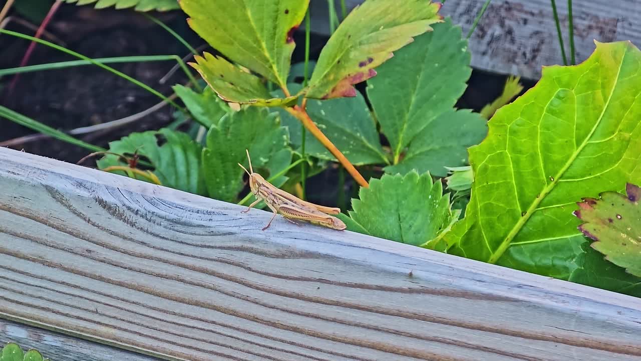 A huge grasshopper perched on a wooden fence with leafy plant background in summer