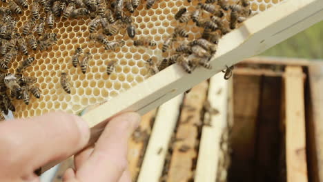 working bees swarming on honeycomb. hard working bees swarming on honeycomb in a hive