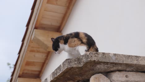 A-calico-cat-climbs-down-the-roof-tiles