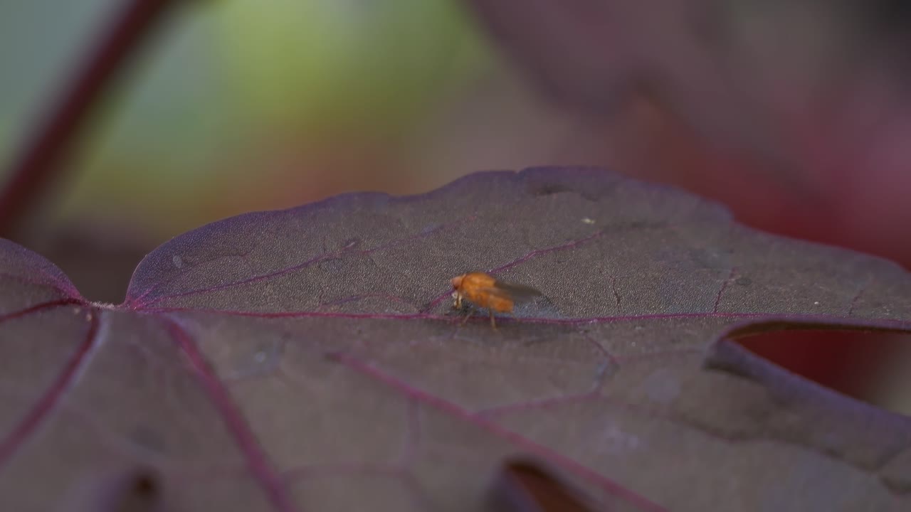 Common Fruit Fly Perched On A Leaf - Close Up