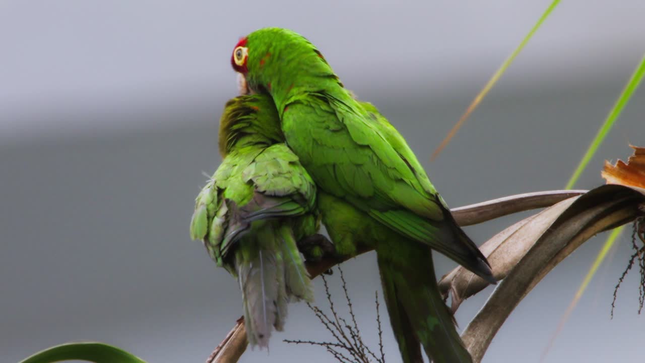 Couple of red-headed parrots grooming and mating in Miraflores, Lima, Peru