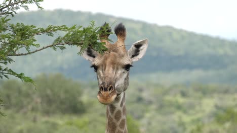 Closeup,-Giraffe-making-eye-contact-with-green-woodland-background